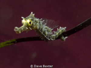 Baby seahorse by Dave Baxter 